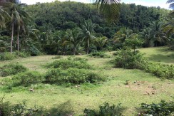 Agricultural Lot for Sale in Argao, Cebu