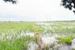 For Sale: Vacant Lot (Agricultural)
